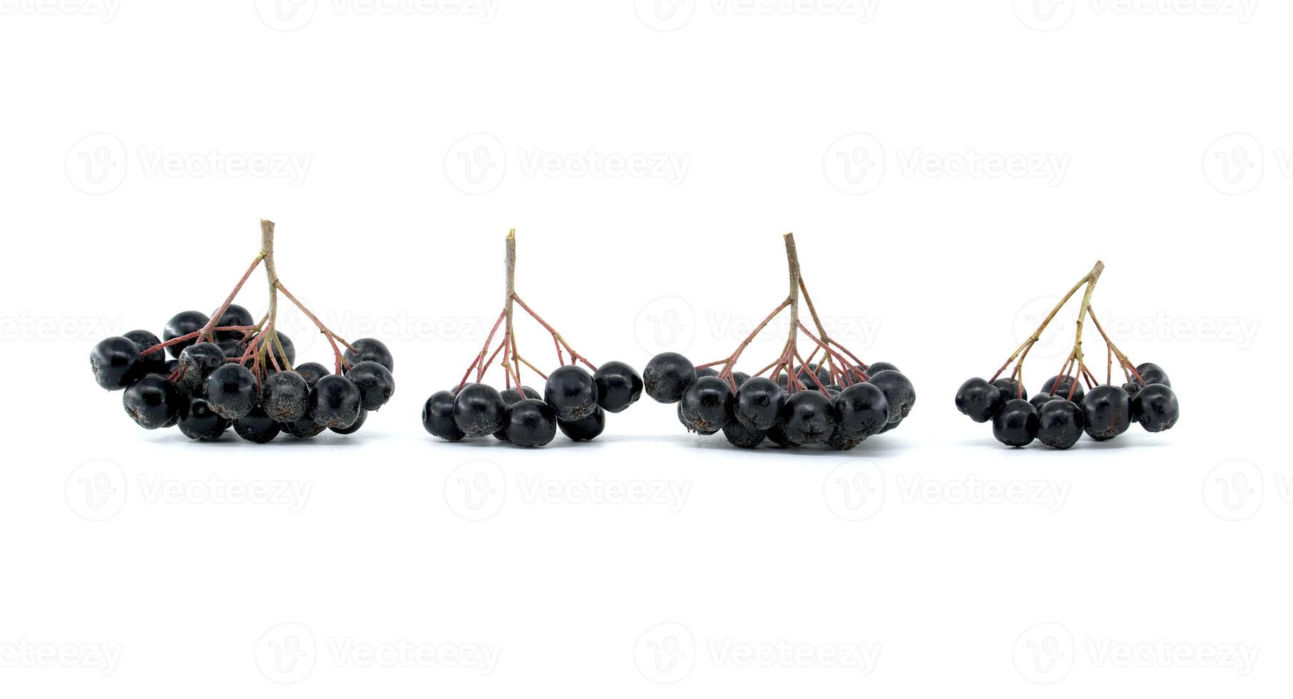 Black chokeberry clusters isolated on white background for natural and healthy food concepts photo