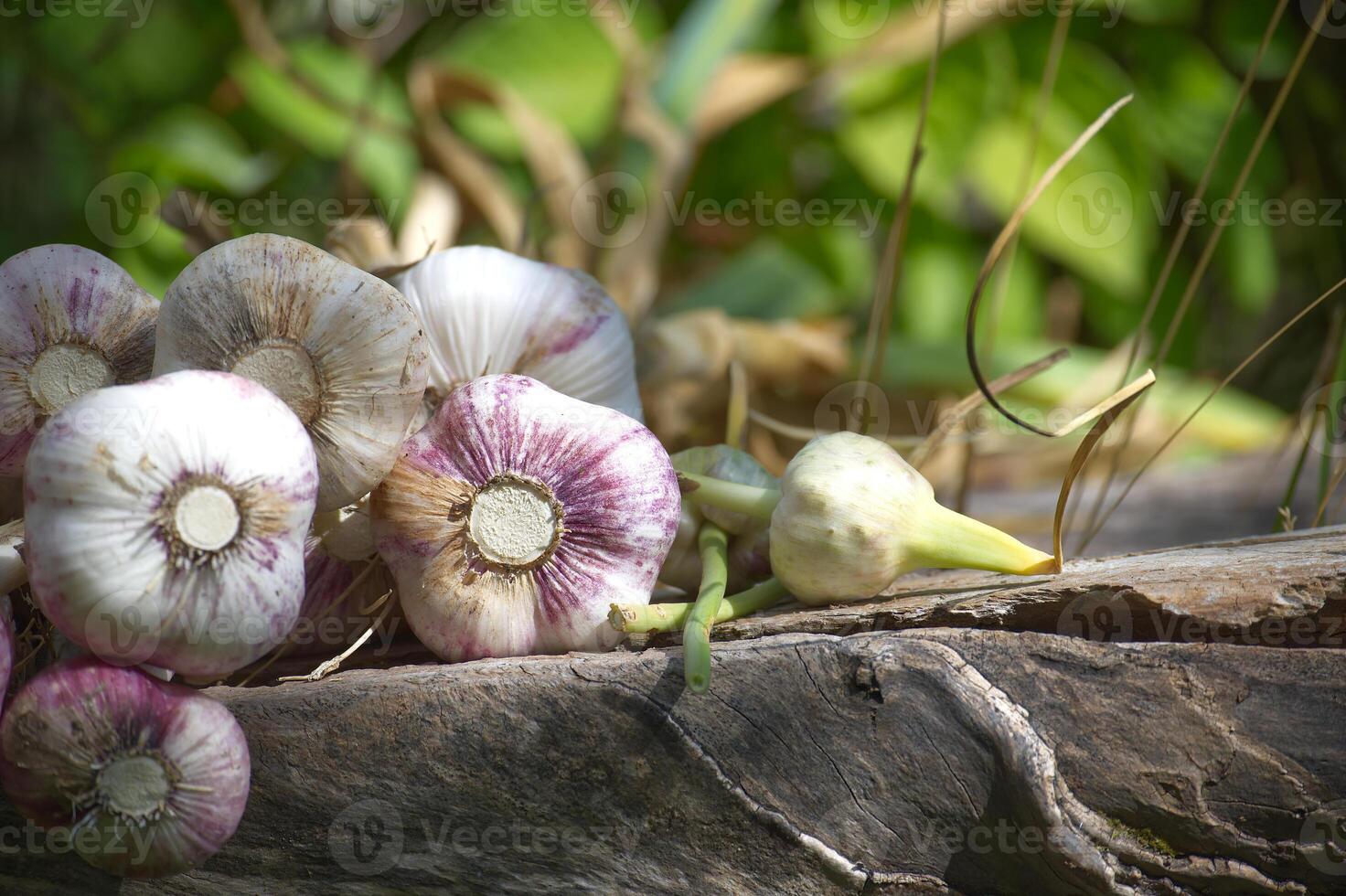 Freshly harvested garlic bulbs resting on a wooden log in a garden photo