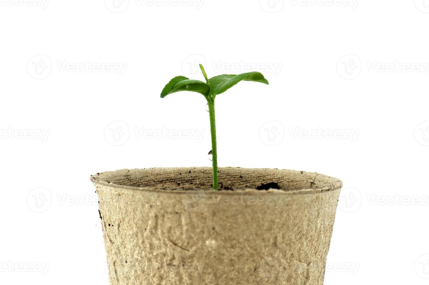 Seedling sprouting from biodegradable pot placed on white photo