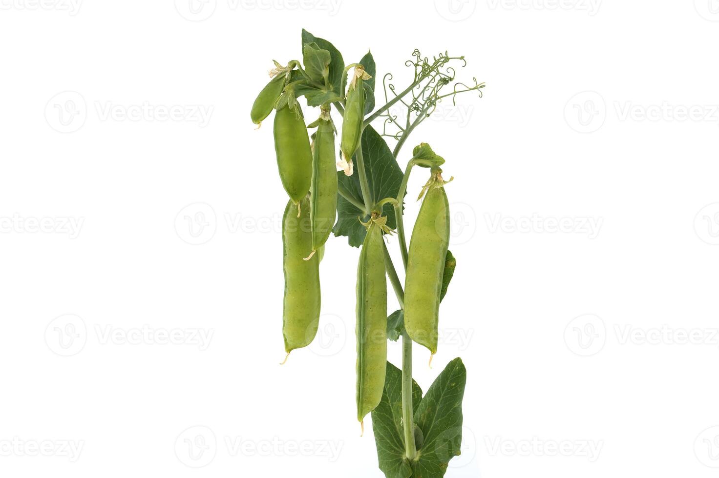 Close-up of fresh green pea plant with pods and leaves isolated on white background photo