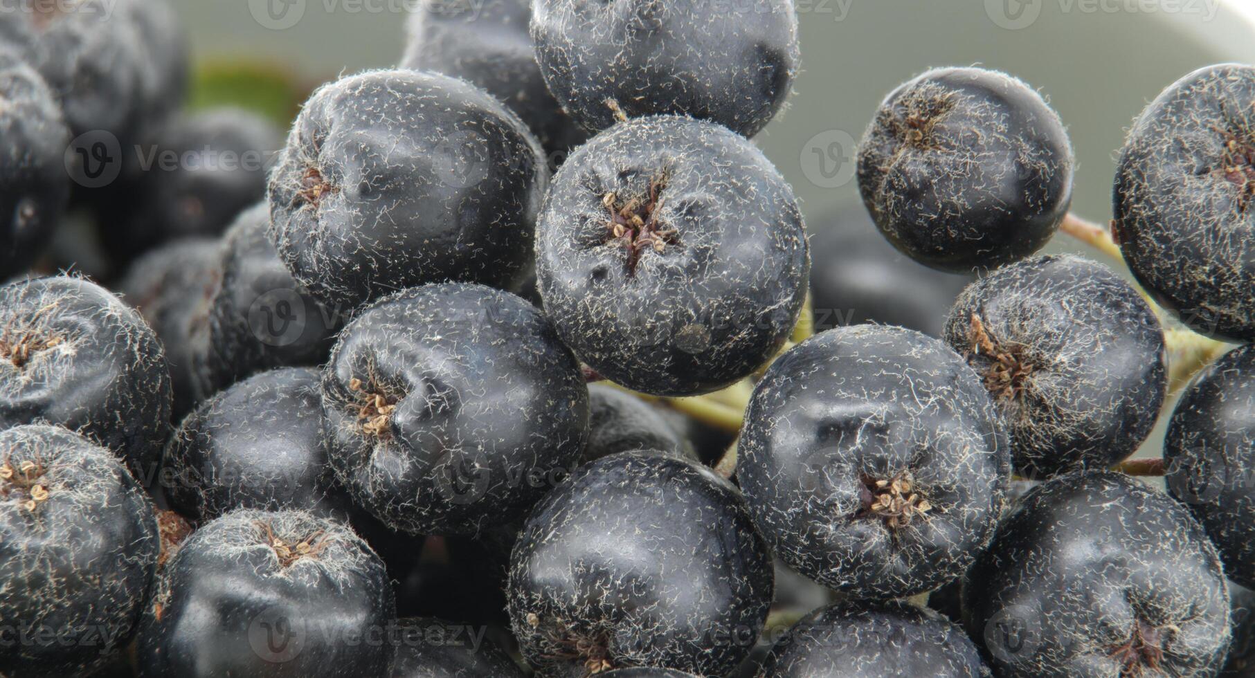 Fresh aronia melanocarpa black chokeberry berries showcasing their rich color and texture photo