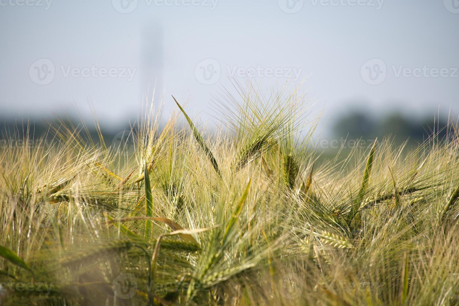Close-up of a green barley plant growing in a field on a sunny day photo