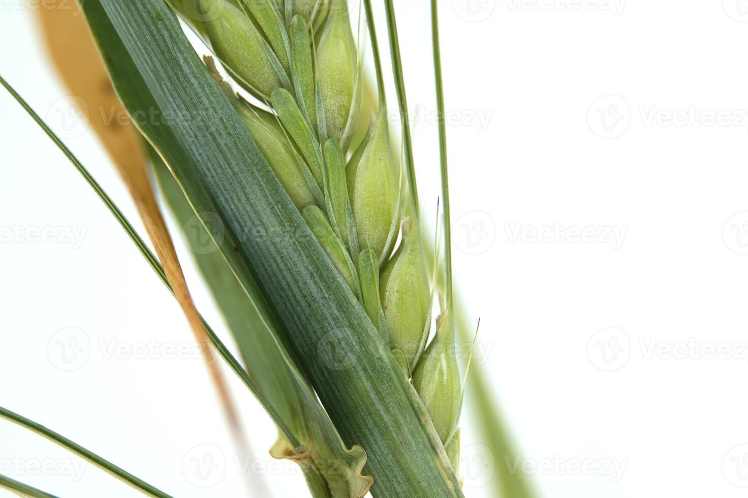 Close-up of a green ear of barley, showcasing detailed texture and growth pattern photo