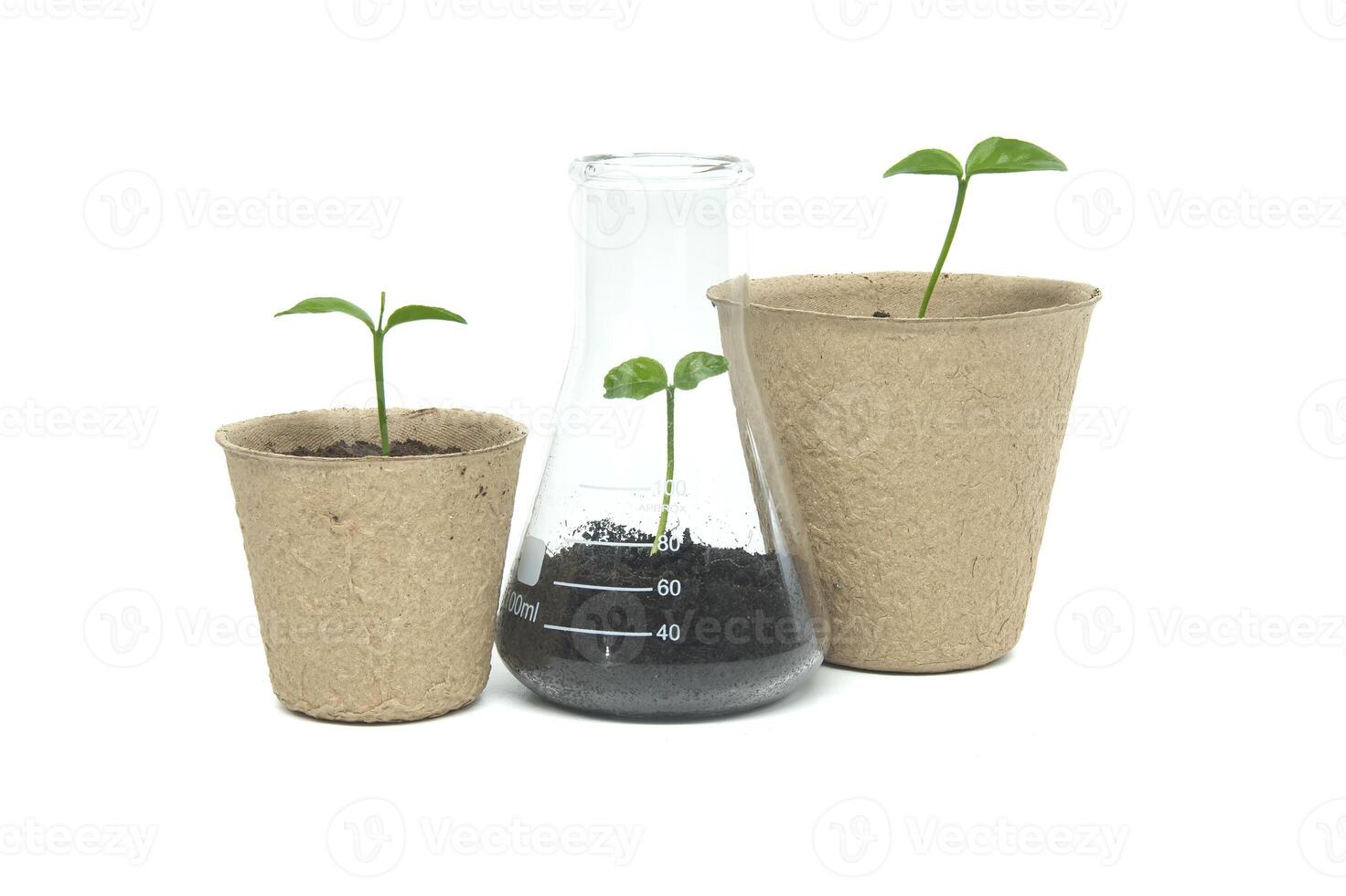 Sprouting from pot and conical glass flask with green plant photo