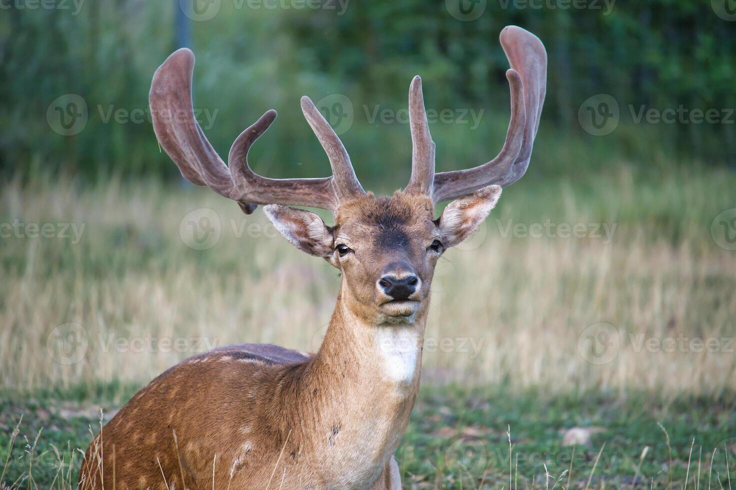 Resting deer in a grassy field with majestic antlers, calm nature scene photo
