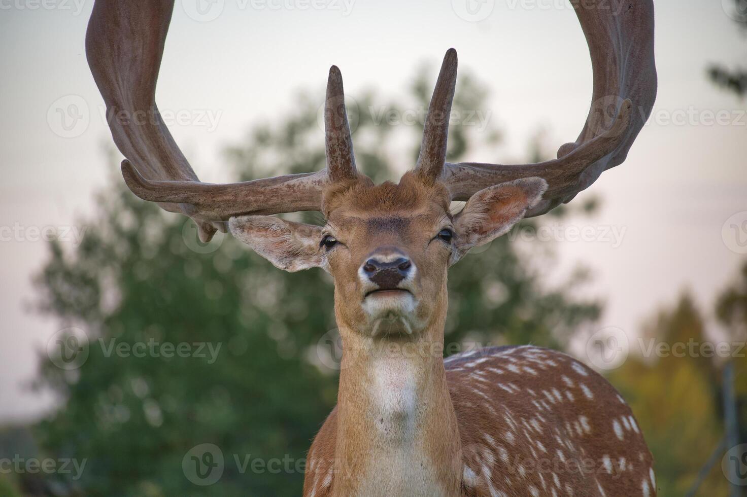 Close-up of a majestic deer in natural habitat with blurred background photo