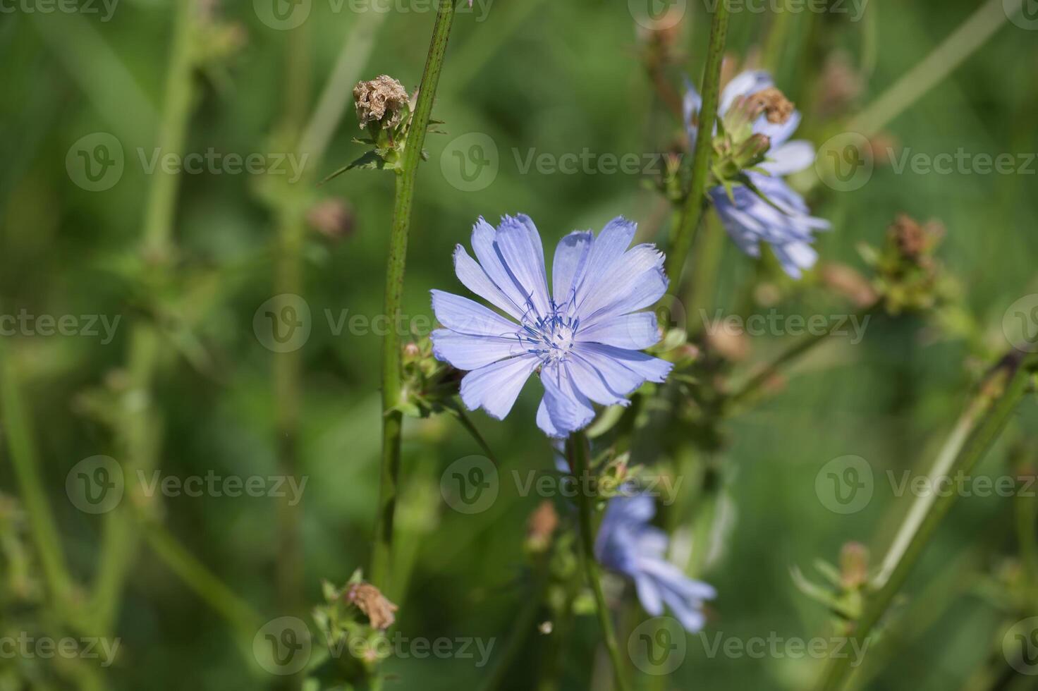 Common chicory, Cichorium intybus plant with delicate blue flower in natural habitat photo