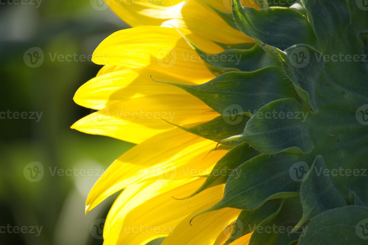 Close-up of a vibrant yellow sunflower with green leaves in a sunlit garden photo