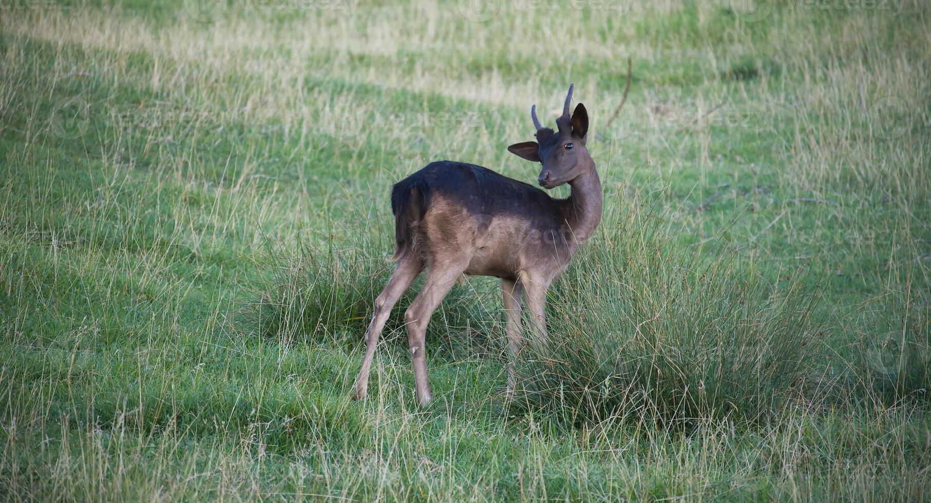 Resting deer in a grassy field with majestic antlers, calm nature scene photo