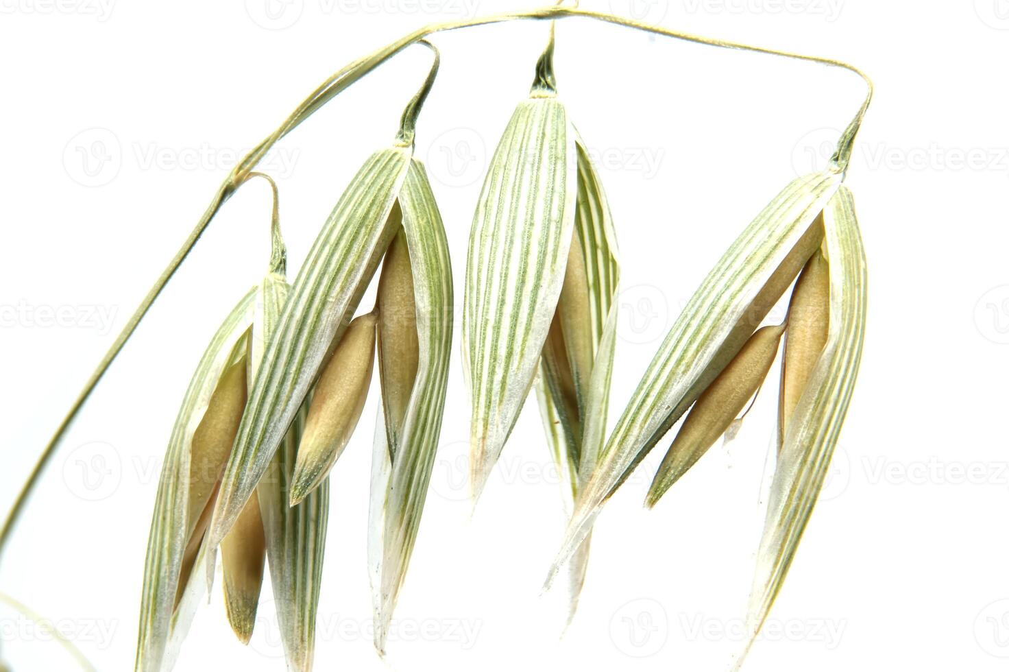 Oat plants in a vibrant and natural state, emphasizing their striped color tones photo