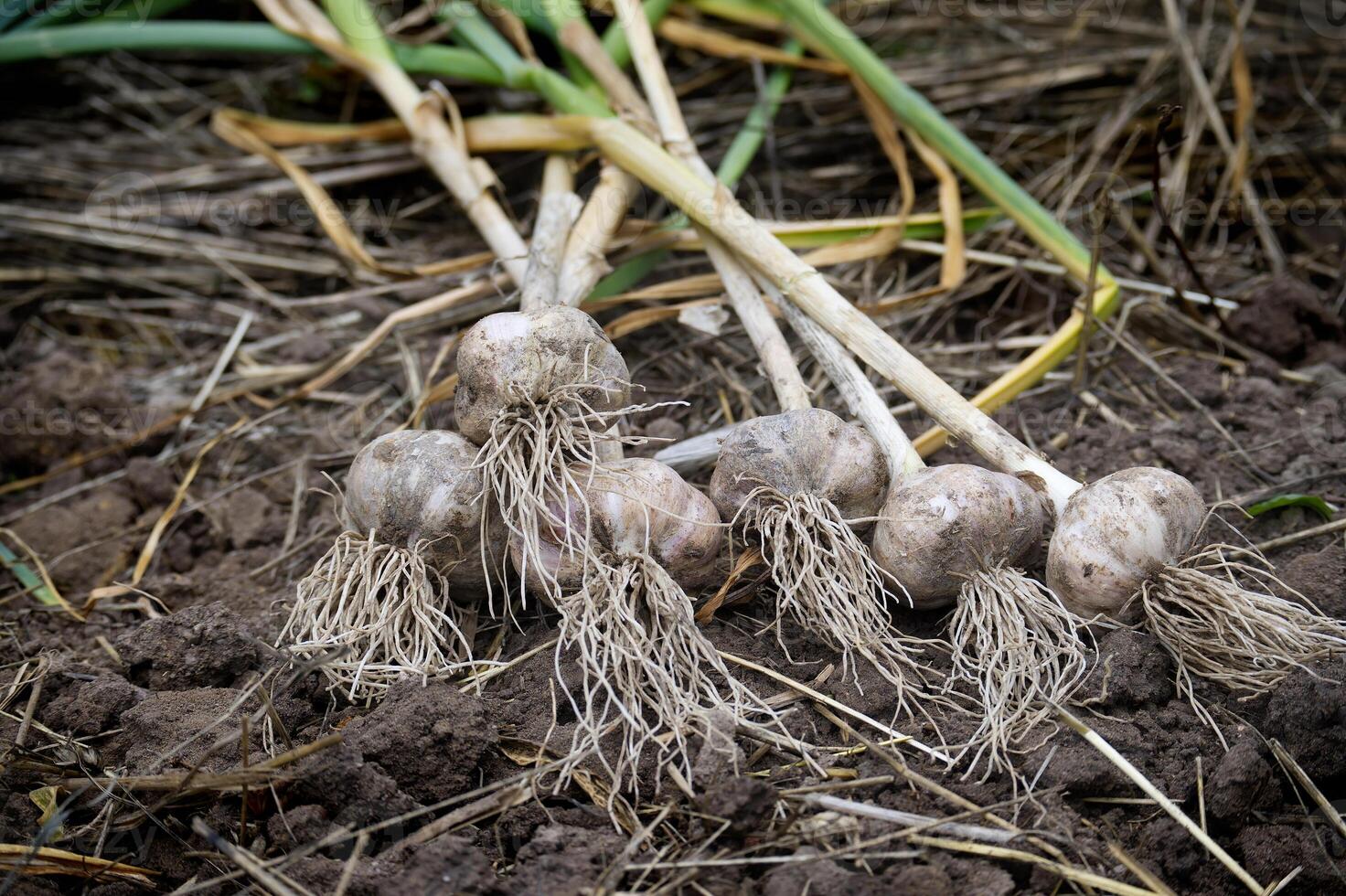 Close-up of freshly harvested garlic bulbs in a garden photo