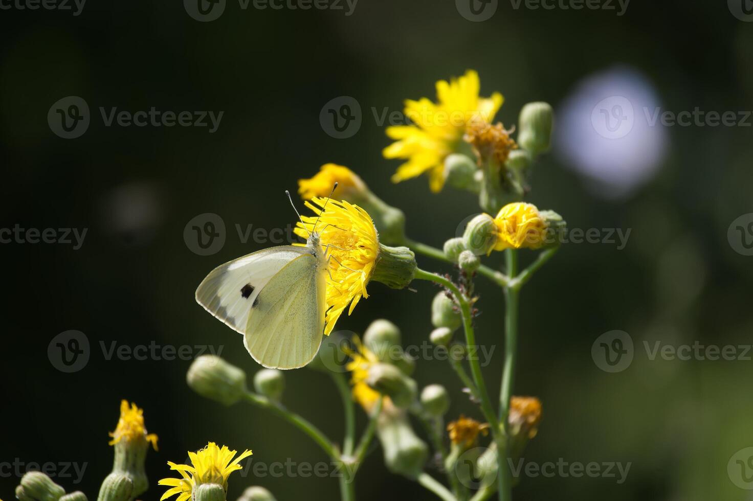 Closeup of large white butterfly on yellow flowers, also known as cabbage butterfly or cabbage white photo