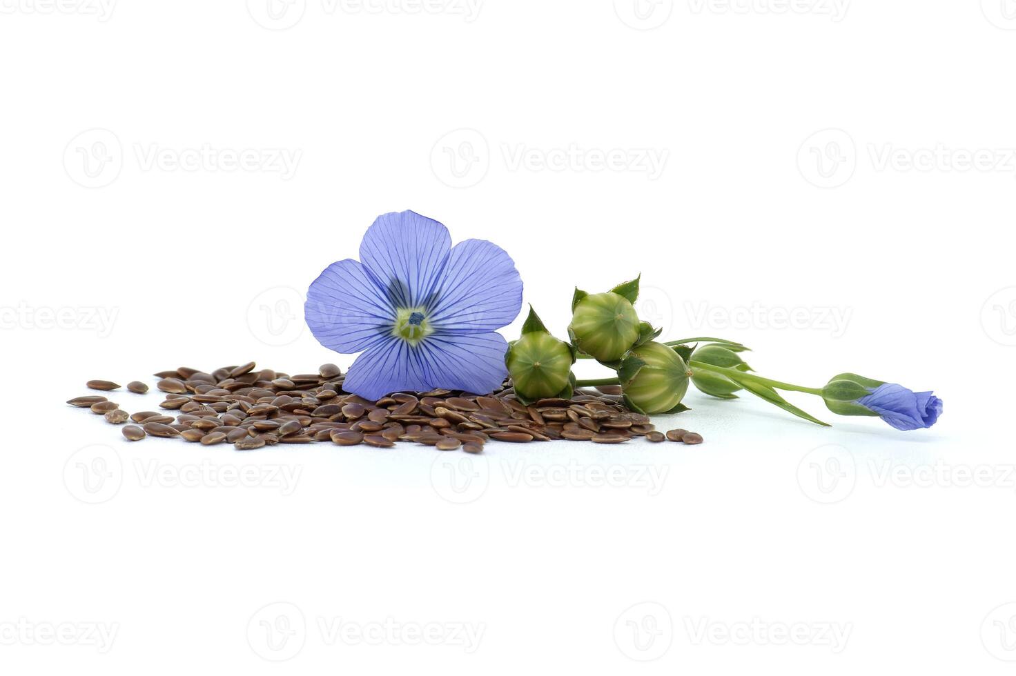 Blue flax blossom and seeds over white background photo