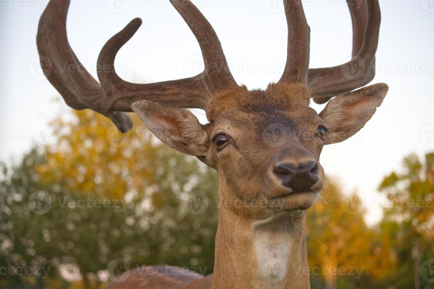 Close-up of a majestic deer in natural habitat with blurred background photo
