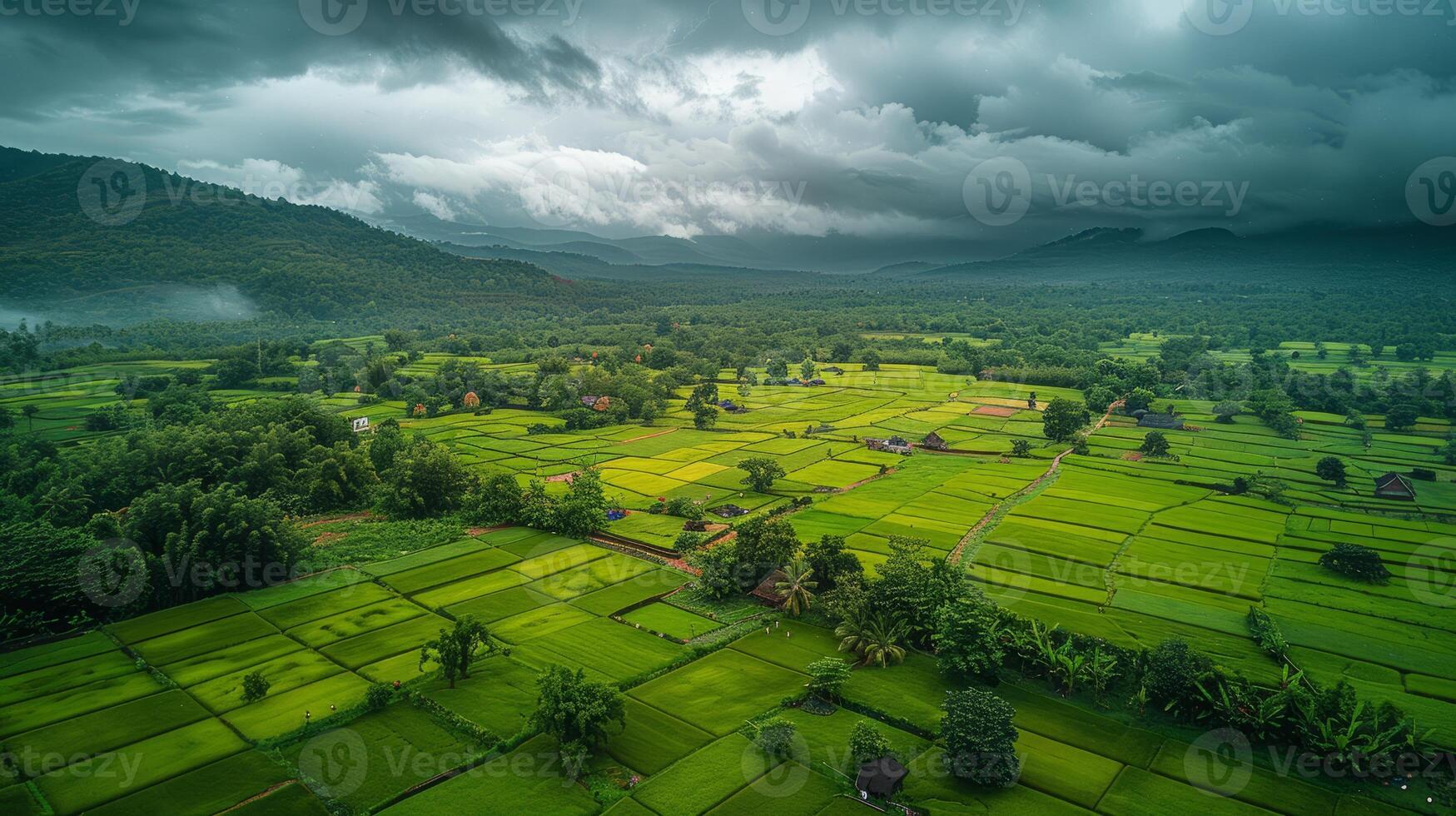 Lush green rice fields with mountains in the background photo