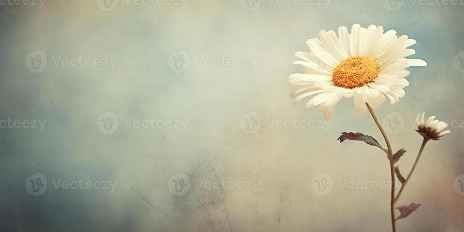 Vintage Daisy Flower On Textured Background With Copy Space. photo