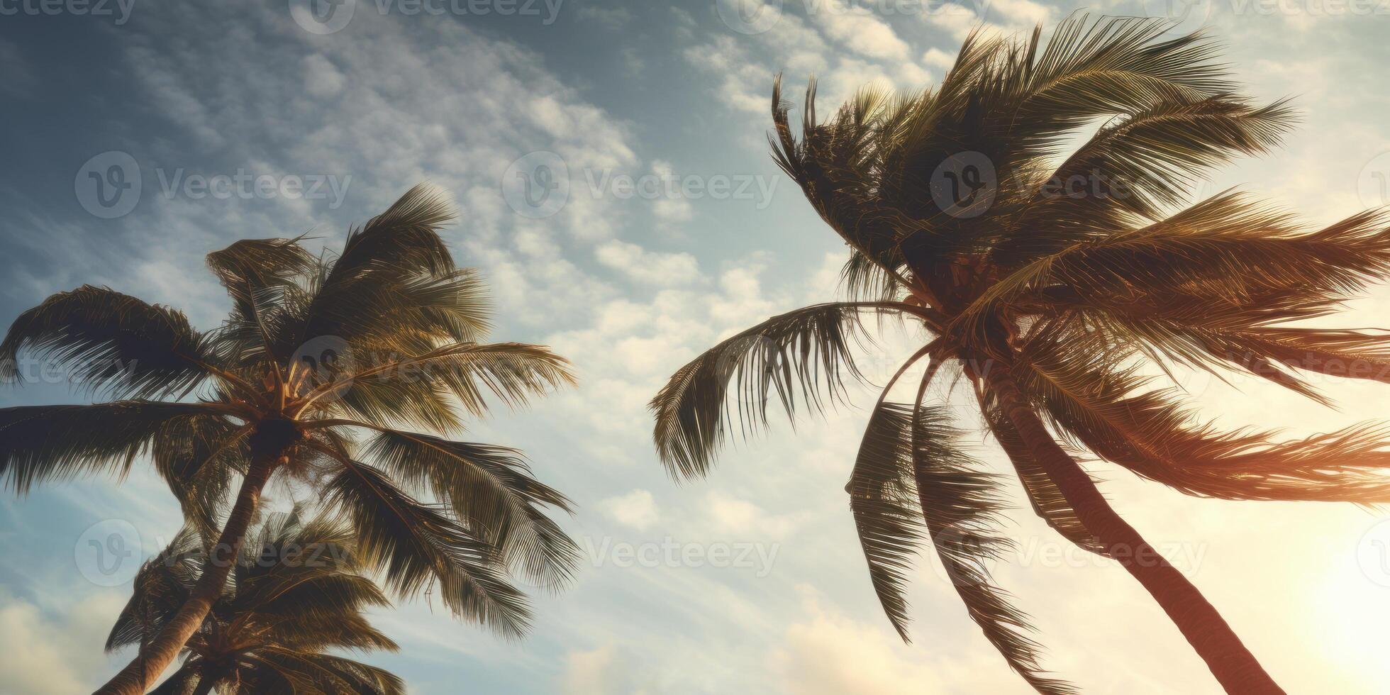 Tropical Palms Under Sunlit Sky. Golden Hour Glow on Palm Trees With Sky Backdrop. photo
