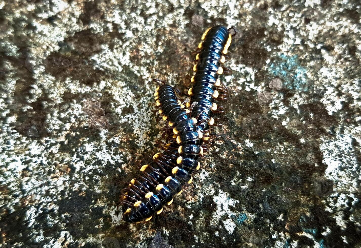 Yellow Spotted Millipedes or Harpaphe haydeniana courtship photo