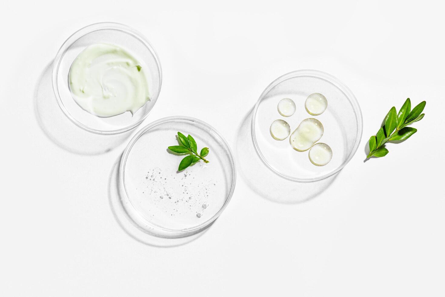 Green plant leaf and beauty products in petri dish photo