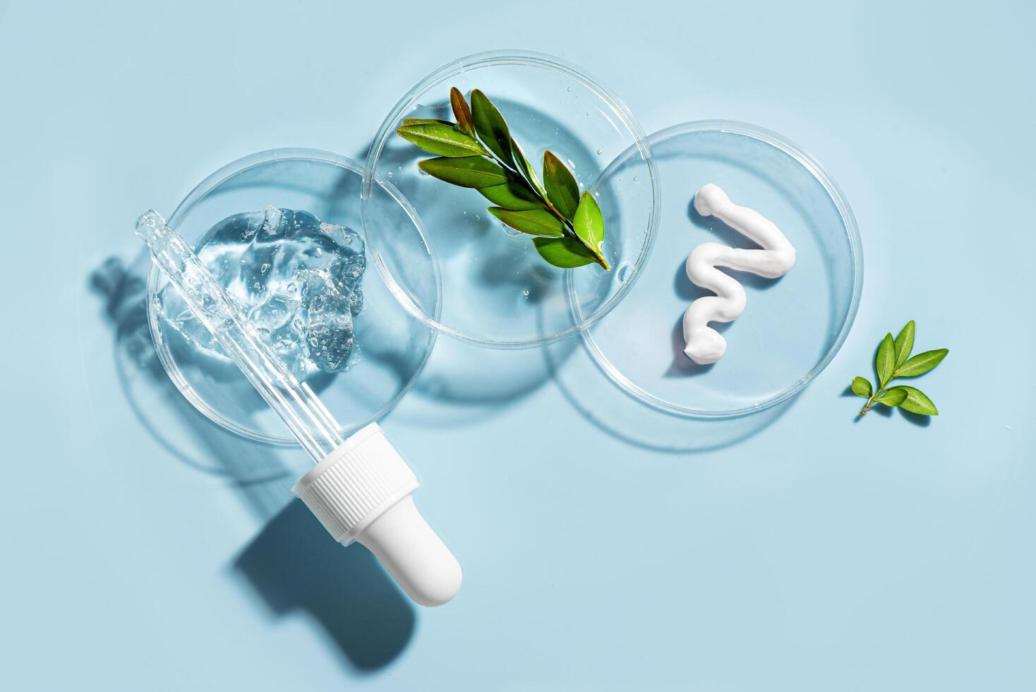 Gel sample and plant in petri dish photo