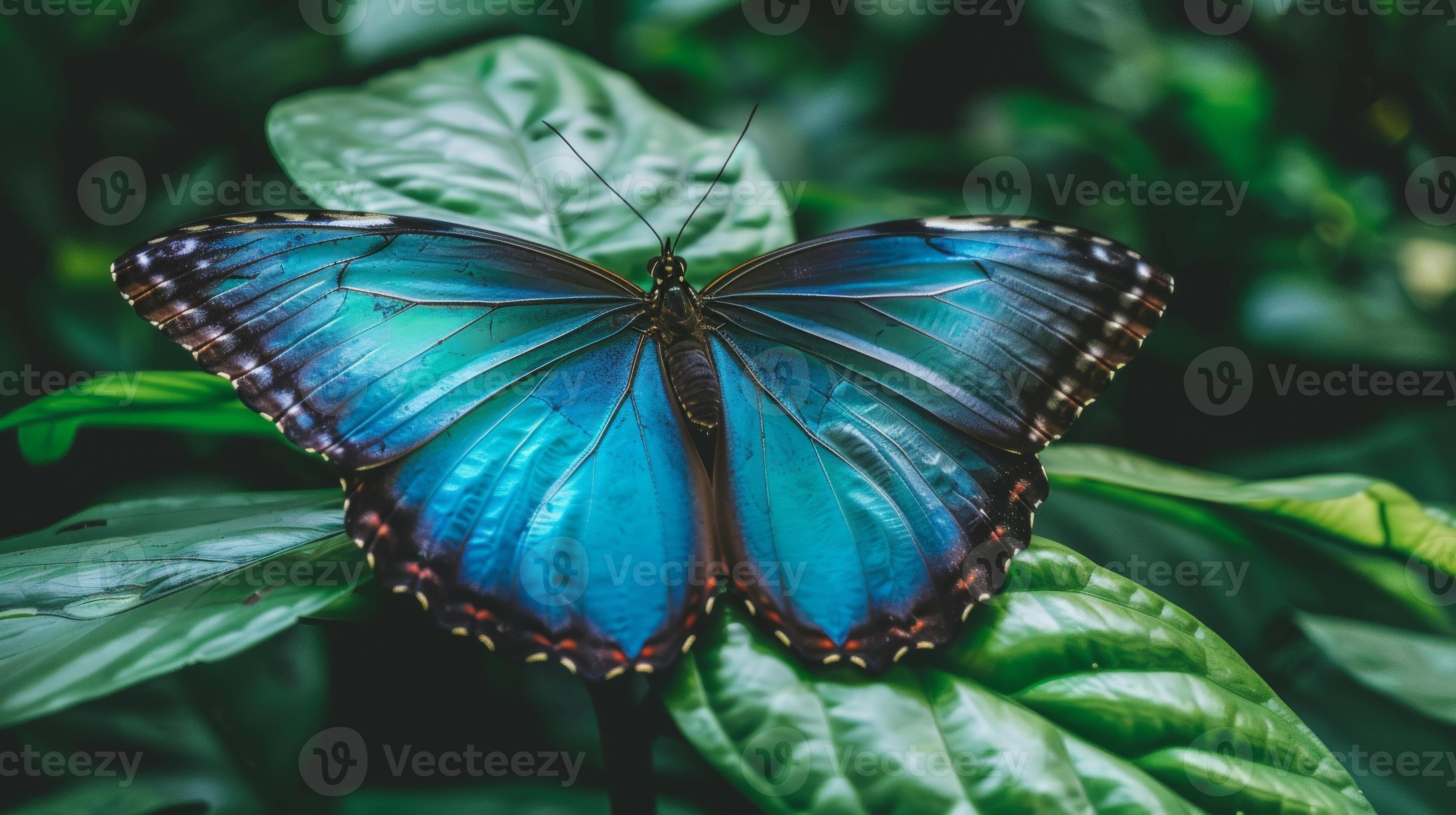 HEROcomplex-sideV- 、Happening Butterfly CloseUp of Vibrant Blue Morpho Butterfly Resting on Lush