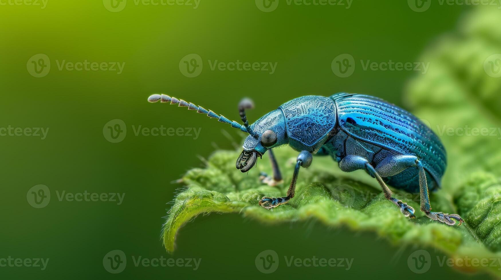 CloseUp of a Vibrant Blue Weevil on a Leaf in a Natural Setting photo