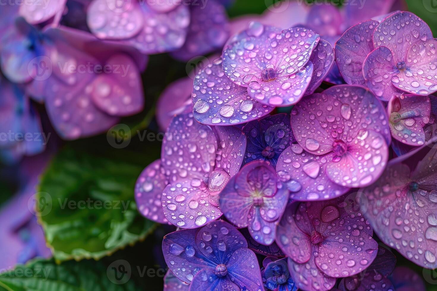 Purple hydrangeas drenched in rain with green foliage photo