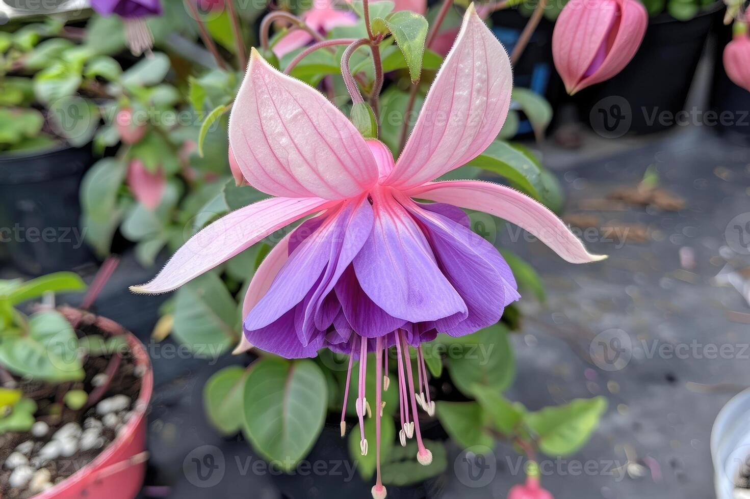 Fuchsia flower, showcasing its delicate purple and pink petals photo