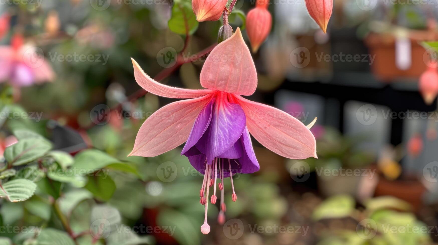 Fuchsia flower, showcasing its delicate purple and pink petals photo