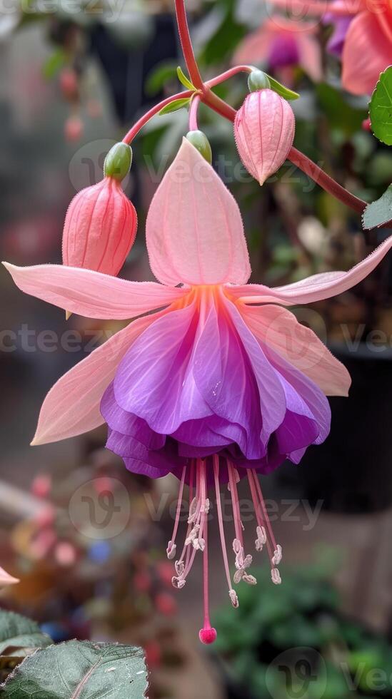 Fuchsia flower, showcasing its delicate purple and pink petals photo