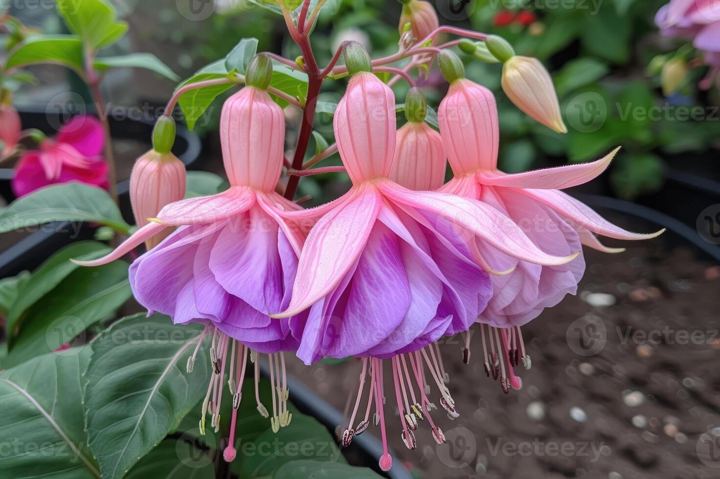 Fuchsia flower, showcasing its delicate purple and pink petals photo