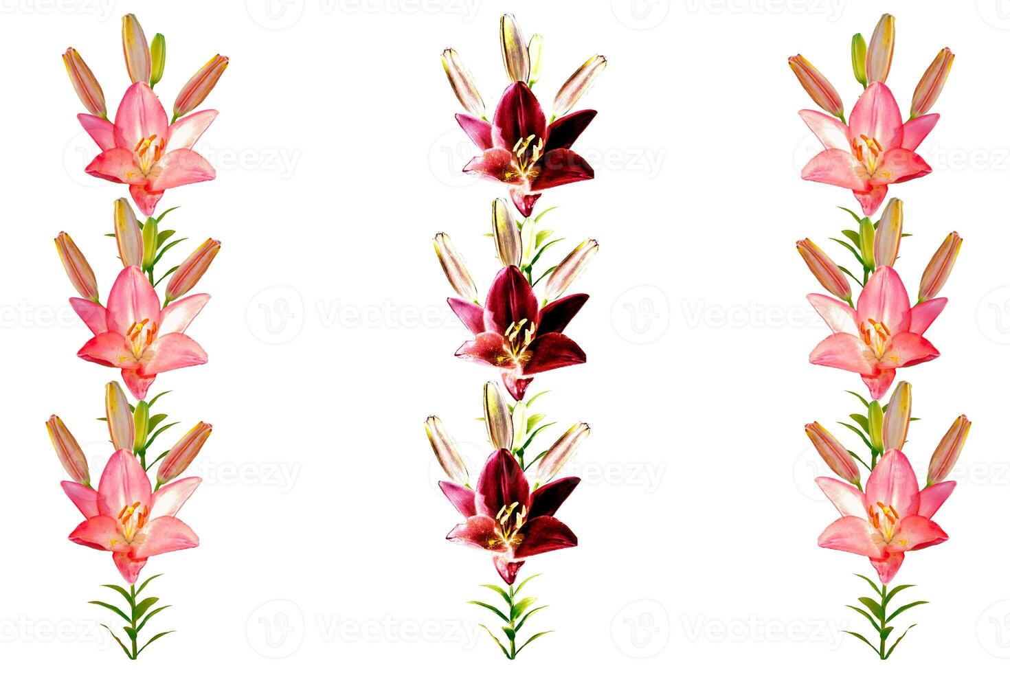 Bright lily flowers isolated on white background. photo