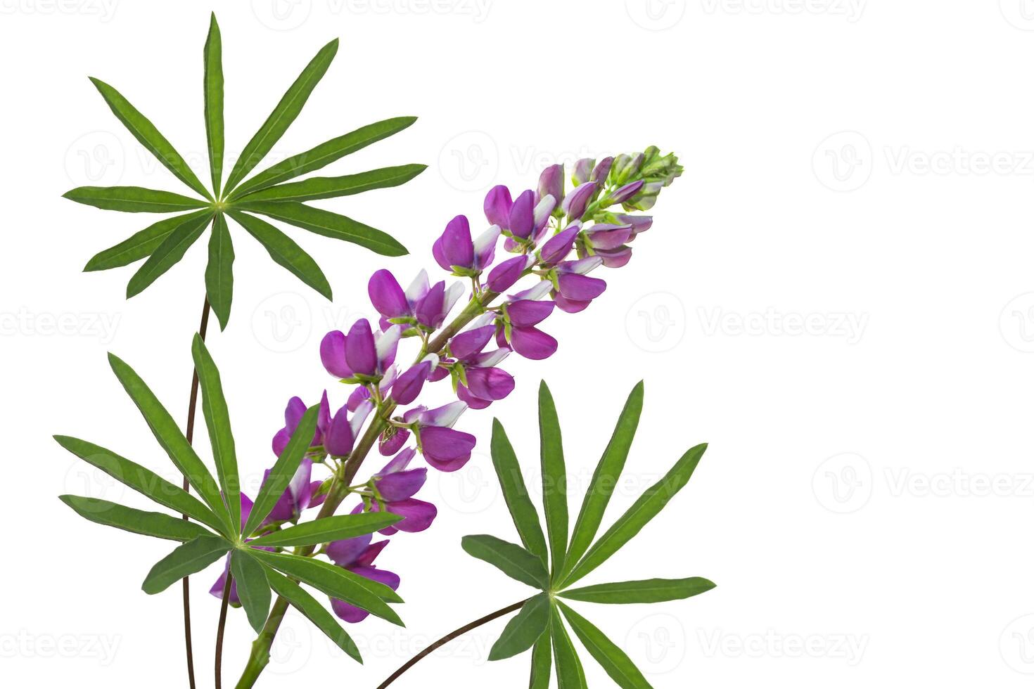 Purple lupine isolated on white background. summer wildflower bud. Violet wild flower. photo
