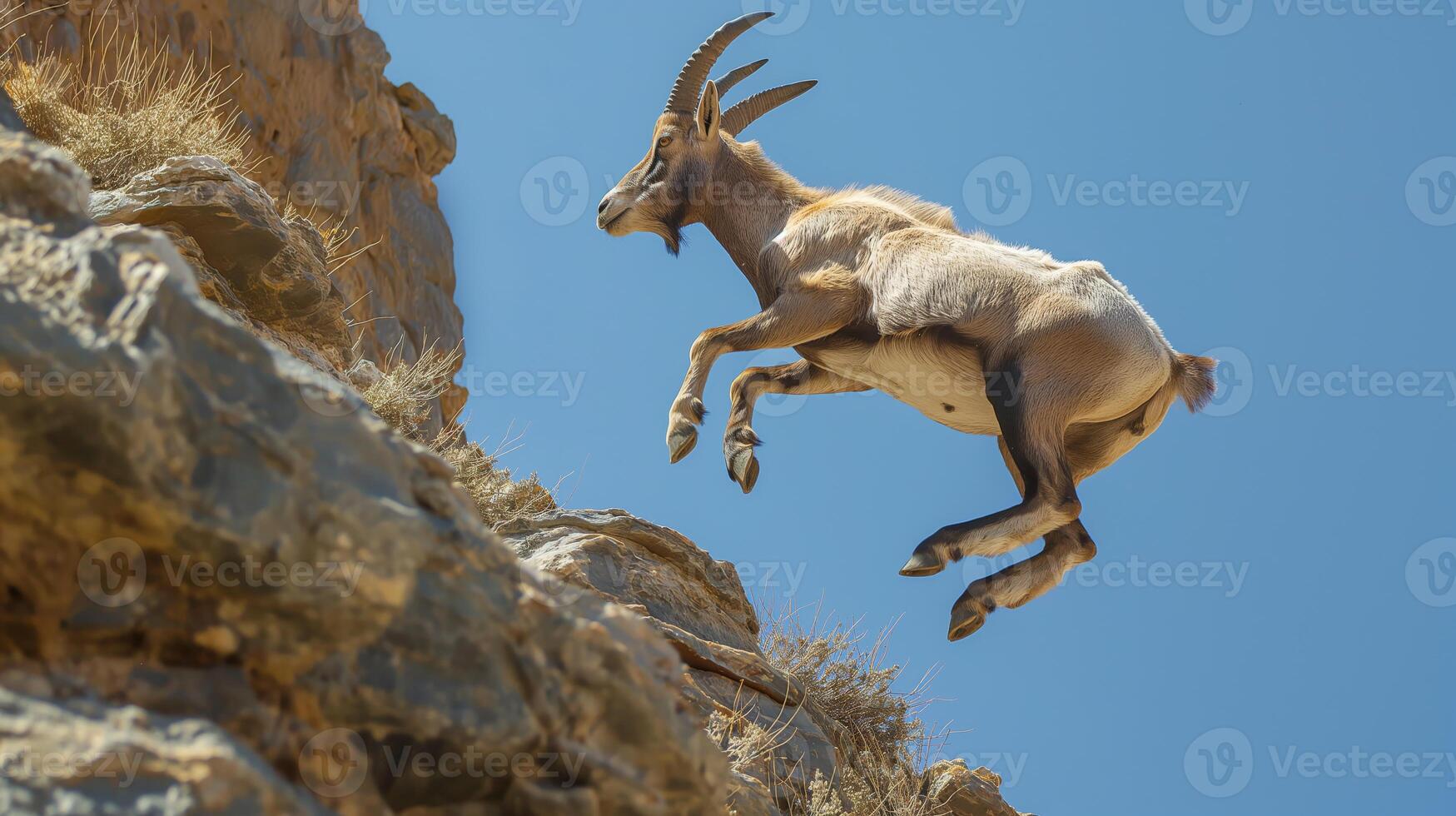 Mountain Goat Leaping MidAir on Rocky Cliffside Nature and Wildlife Photography for Poster and Design photo