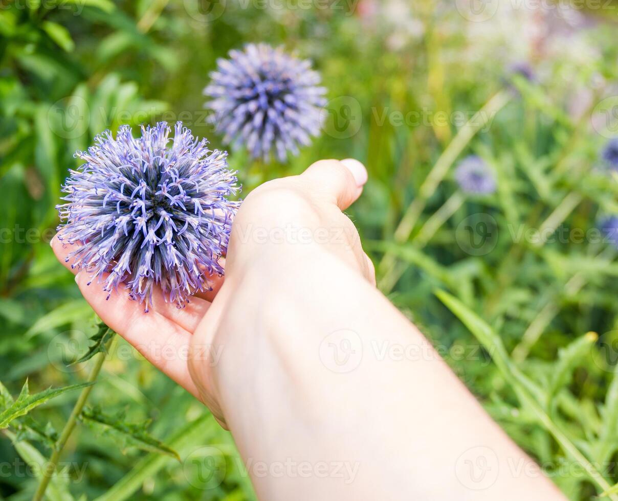Echinops Taplow Blue globe thistle in bloom. This blue globe Echinops bannaticus photo