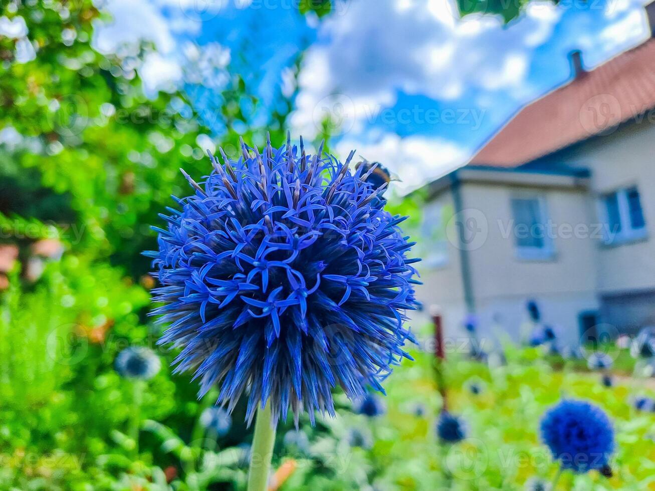 Honey bee pollinating flower. Plant decay with insect. Blurred summer background photo