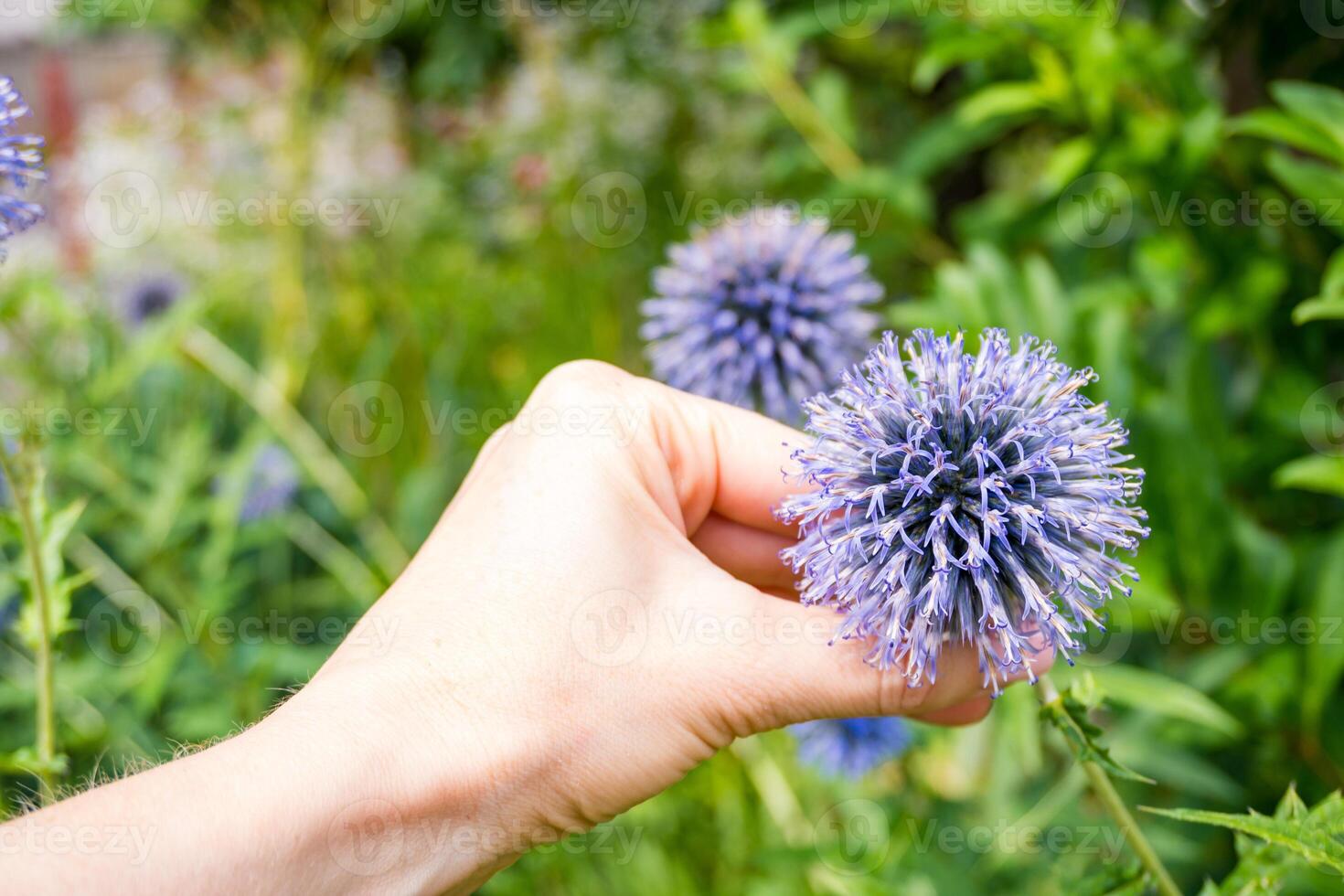 Echinops Taplow Blue globe thistle in bloom. This blue globe Echinops bannaticus photo