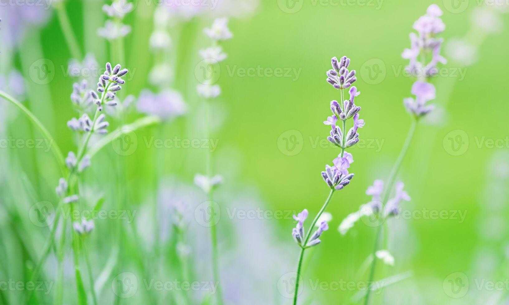 Lavender plant thin focus part and blurred green background. photo