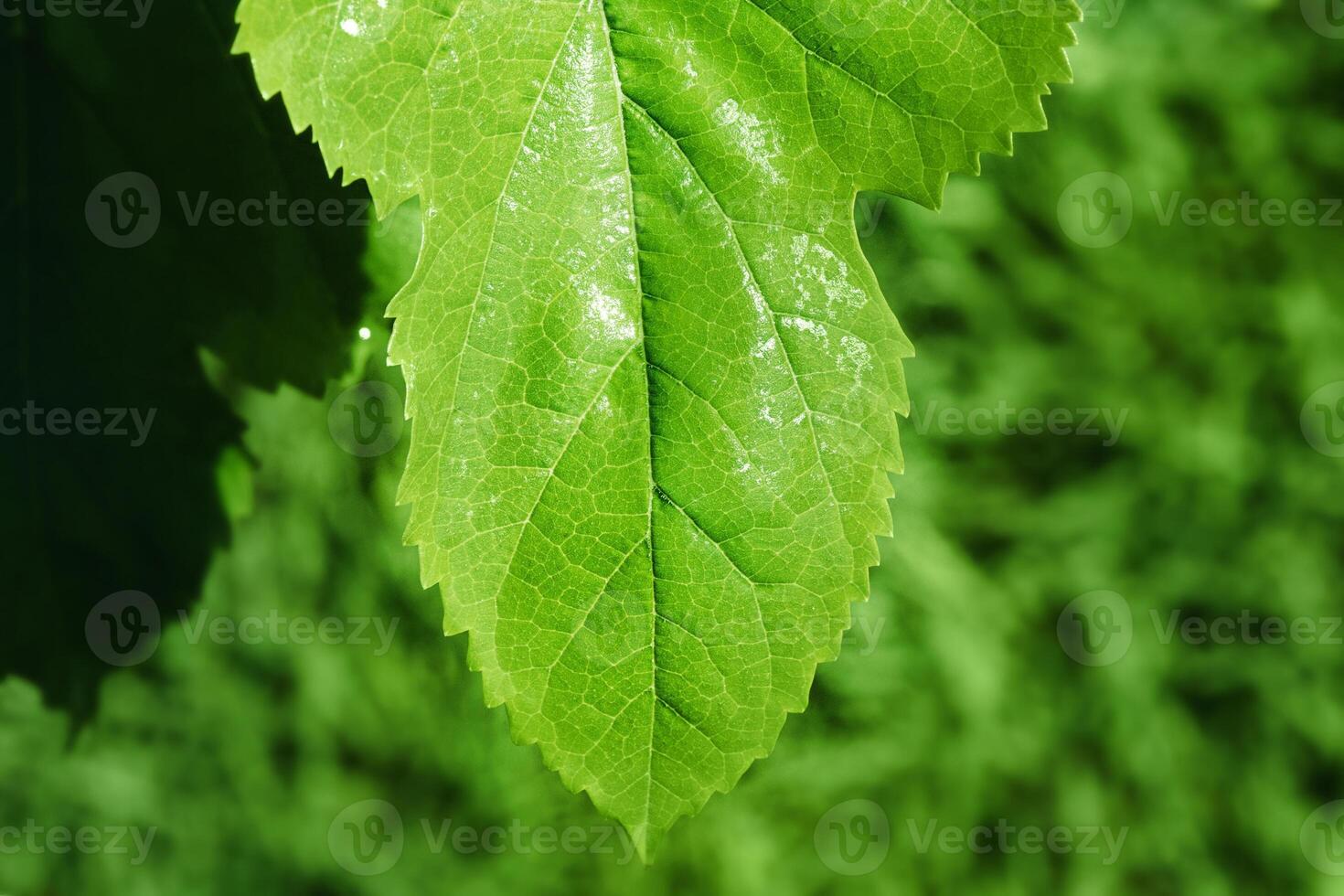 Natural green focus and defocus background. Fine focal part on green leaf and bokeh photo