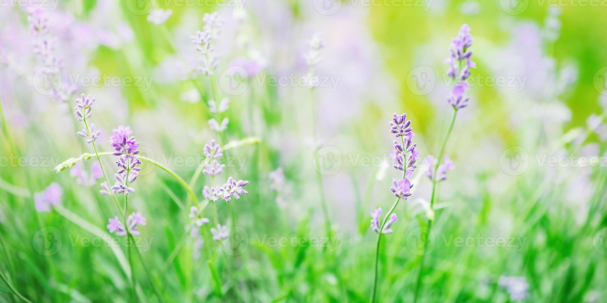 Lavender plant on a background of greenery in the sunshine. photo
