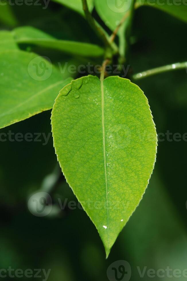 Green leaf in focus and defocused part of blurred background. photo