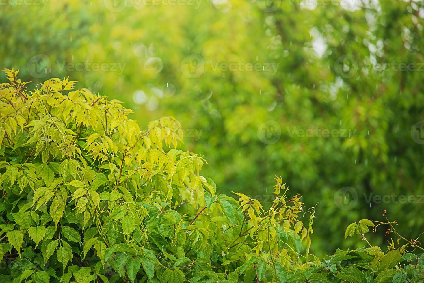 Bush and raindrops. Natural natural background photo