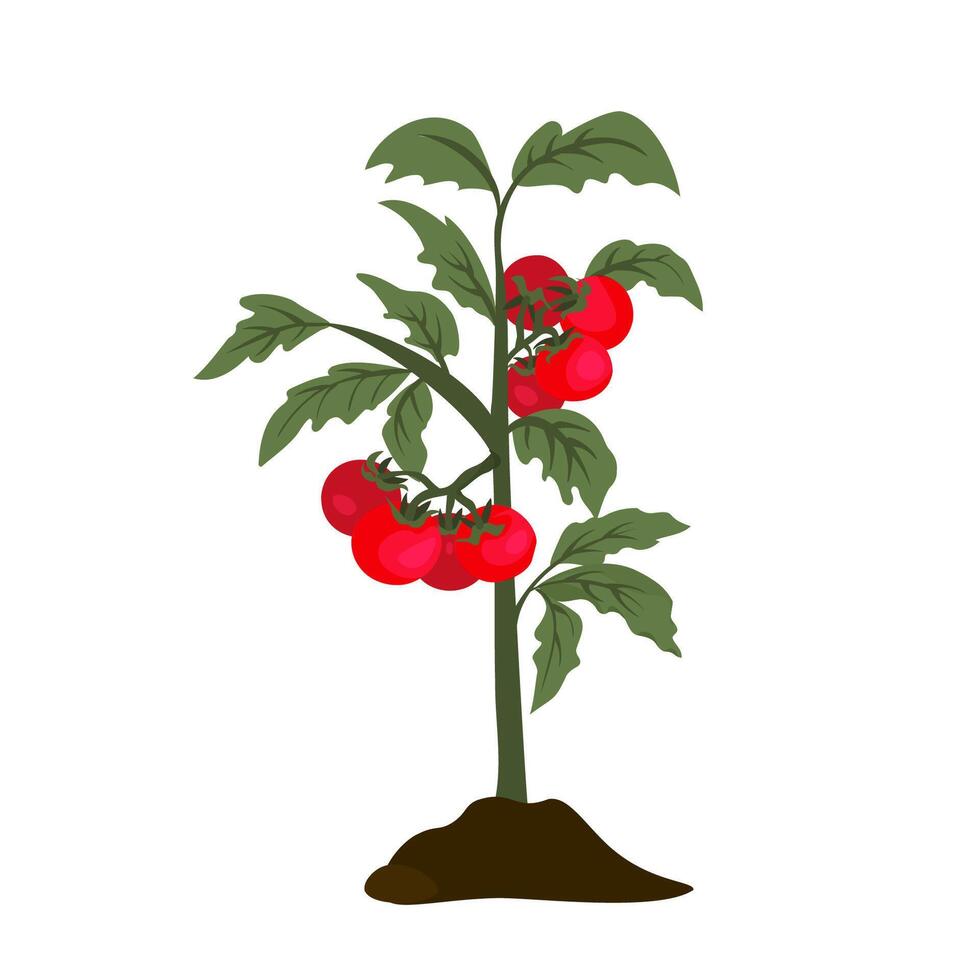 Tomato harvest. Bush with ripe tomatoes in the ground on a white background. Gardening, farming, grown food. Natural vegetables. Isolated illustration. vector