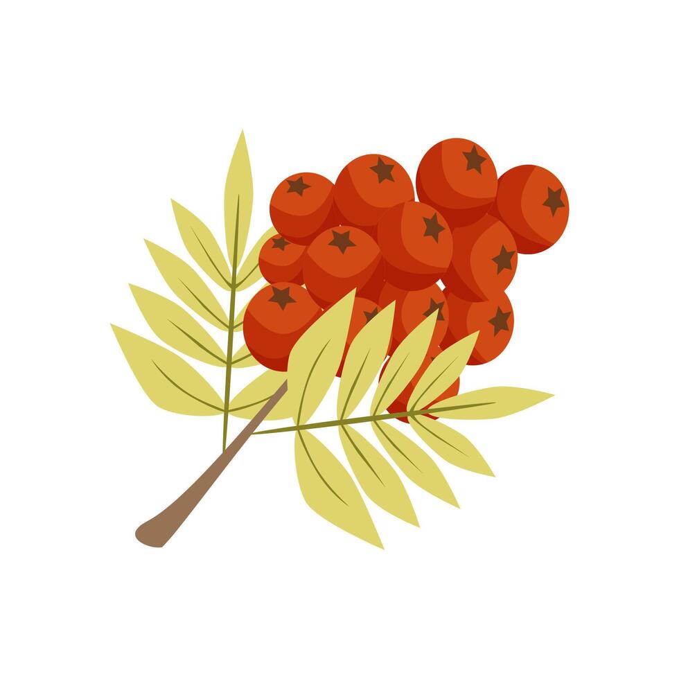 Autumn plants. Rowan branch with red berries on a white background. Isolated illustration vector
