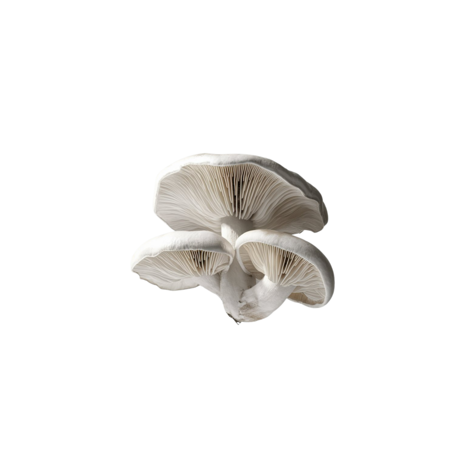 Photo of white mushrooms on a transparent background png