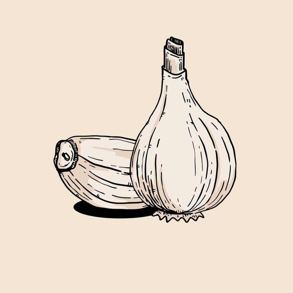 Vintage hand drawing garlic vector
