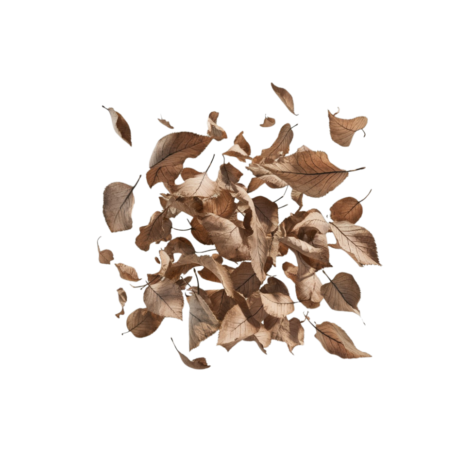 five dry leaves floating on a transparent background png