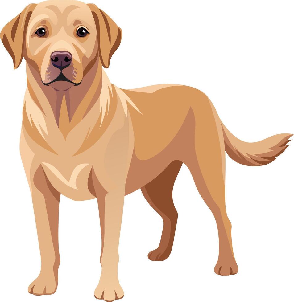 Labrador Retriever Dog style,Clipart , Illustration with white background vector