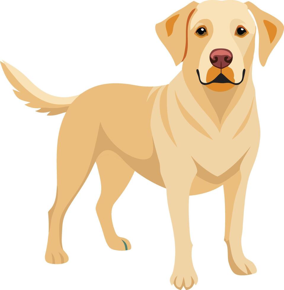 Labrador Retriever Dog style,Clipart , Illustration with white background vector