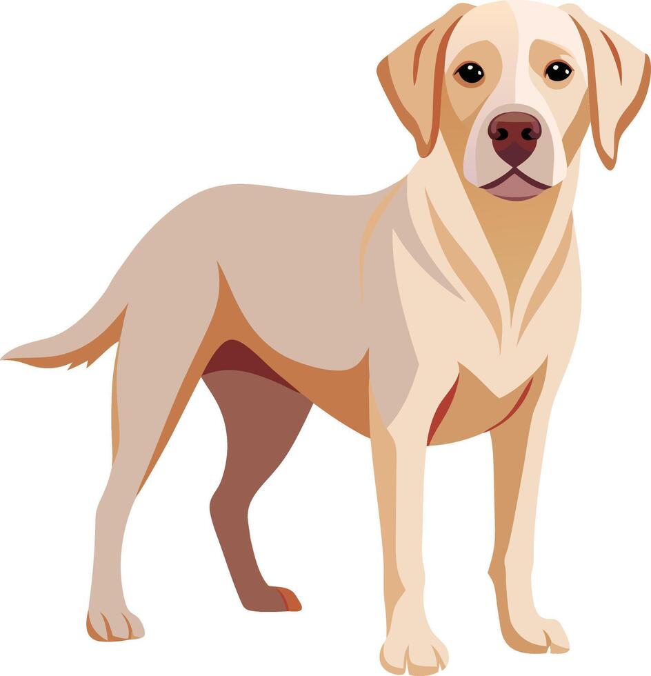 Labrador Retriever Dog style,Clipart , Illustration with white background vector